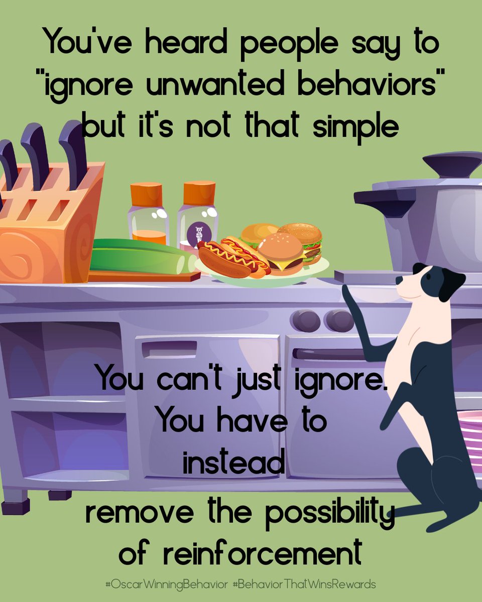 OscarWinning's tweet image. Are you just going to turn your back and let your dog grab food off the counter?  Nope.  They still get the payment of the food.

How can you make it so they *don&apos;t* get what they want for things you don&apos;t want?  

#OscarWinningBehavior #BehaviorThatWinsRewards #DogTraining