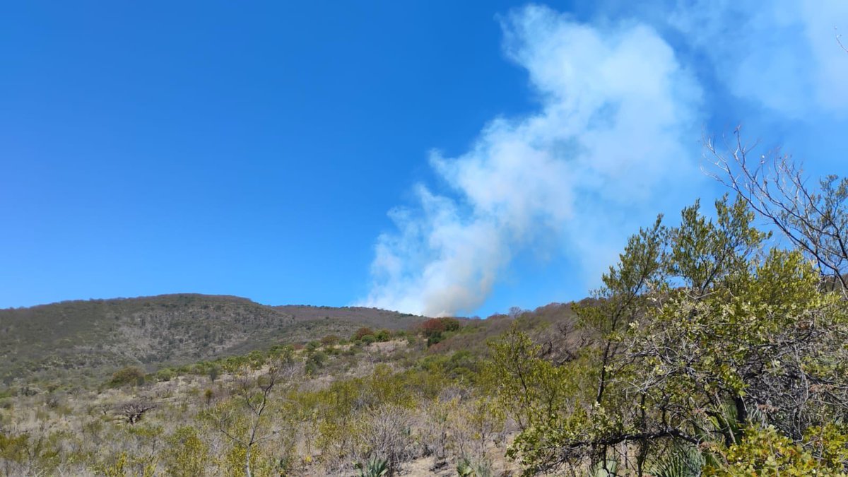 CentralQNoticia's tweet photo. 🚨 Alertan por #Incendios activos en diferentes regiones de Oaxaca.

En #Redes, pobladores han reportado la presencia y reactivación de incendios en el estado.

 👇🏻Aquí la nota completa:
https://t.co/JXrOLUfIac

#CentralQNoticias #Oaxaca #Noticias
https://t.co/LtmWu6taJ3 https://t.co/QShUNcjfMw