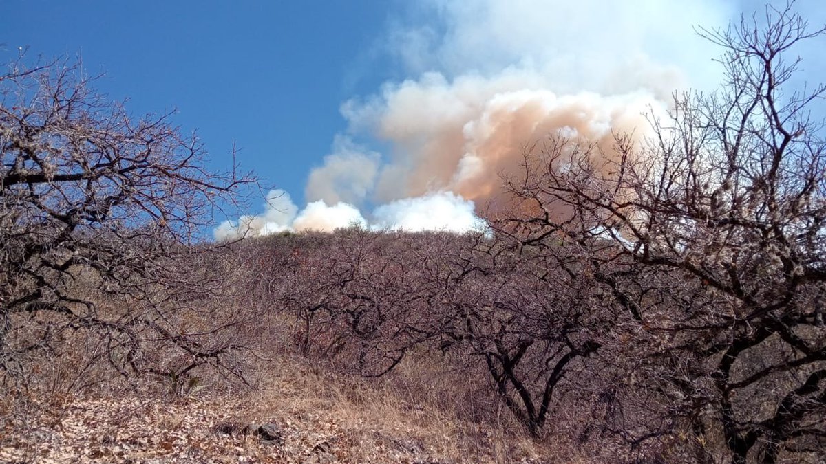 CentralQNoticia's tweet photo. 🚨 Alertan por #Incendios activos en diferentes regiones de Oaxaca.

En #Redes, pobladores han reportado la presencia y reactivación de incendios en el estado.

 👇🏻Aquí la nota completa:
https://t.co/JXrOLUfIac

#CentralQNoticias #Oaxaca #Noticias
https://t.co/LtmWu6taJ3 https://t.co/QShUNcjfMw