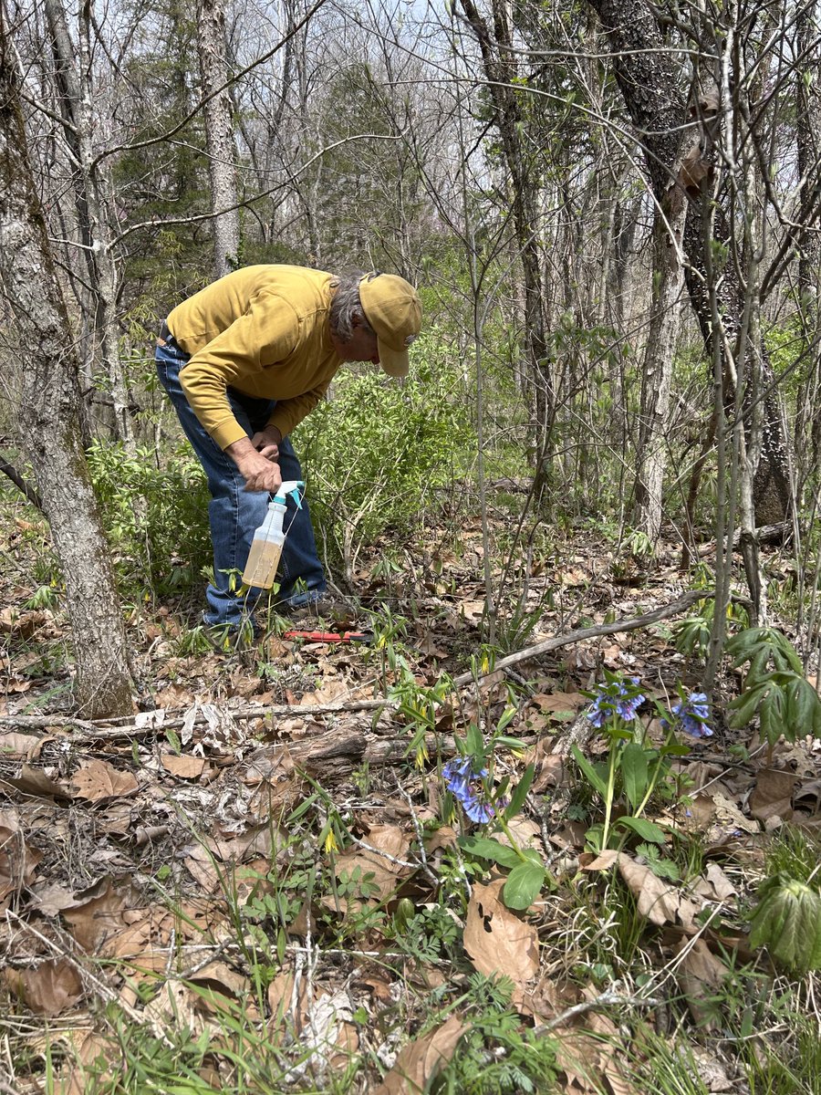 StuBobElmo's tweet photo. Before, suck it honeysuckle, after ⁦@grownativemo⁩ https://t.co/izJ9uoeolo