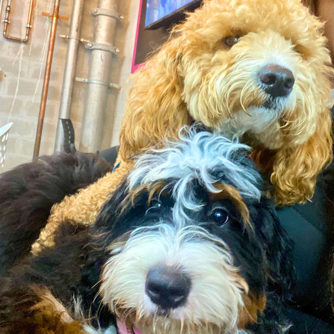 DogtownMiami's tweet photo. Our staff isn’t just experienced—they’re true dog lovers who come from backgrounds in shelters, rescues, and hands-on pet care. At Dogtown, every member of our team knows your pet by name. https://t.co/eNgPS4PzXs