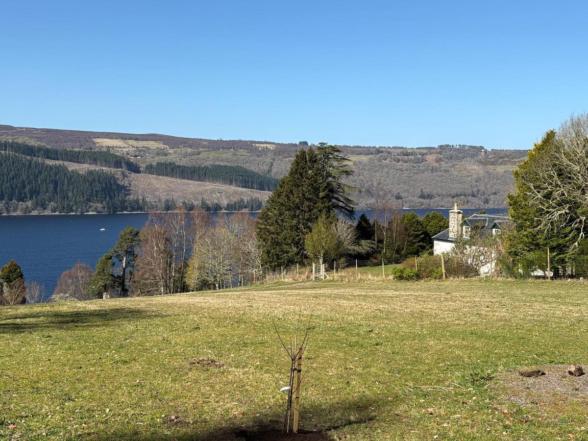 Our new fruit trees are settling in with stunning Loch Ness views—talk about a scenic start! 🌳🌊 The wildflower meadow’s still snoozing, but give it a few weeks and it'll explode with colour and life. More exciting than Christmas (yes, really). 🌼🎄 #MeadowMagic #SpringIsComing