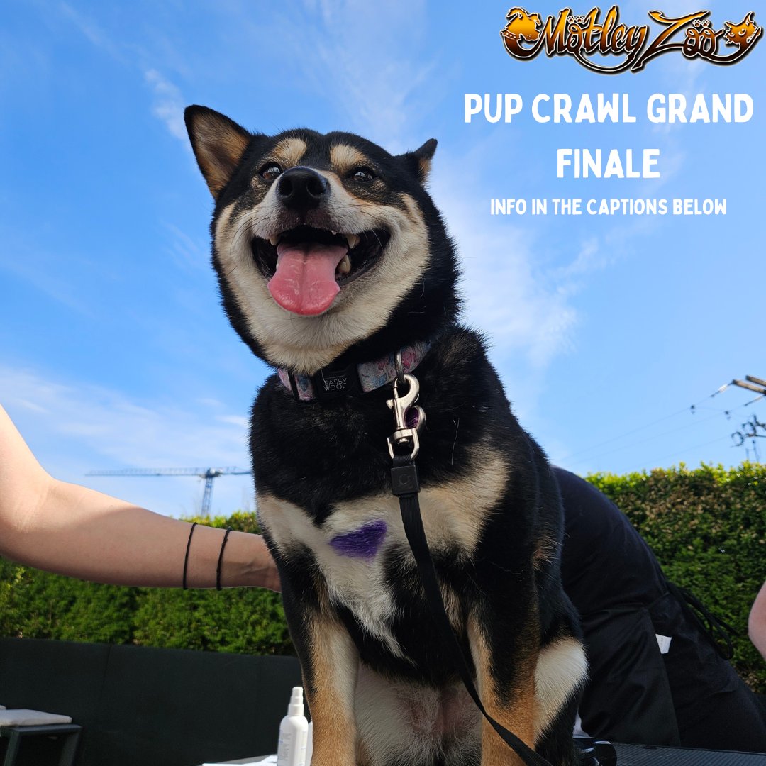 MotleyZooRescue's tweet image. 💙 All proceeds support Motley Zoo Animal Rescue — and every merchandise purchase and donation goes straight to their mission of saving lives!

LINK--&amp;gt; loom.ly/iuI0qwM 

#PupCrawlGrandFinale #PupParade #CostumeContest #AdoptDontShop #MotleyZoo #PawtyTime #SupportRescue