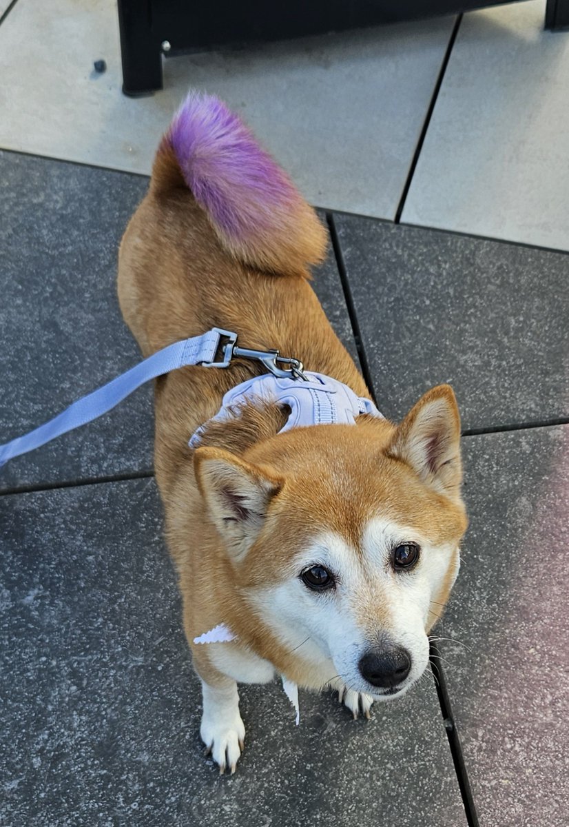 MotleyZooRescue's tweet image. 💙 All proceeds support Motley Zoo Animal Rescue — and every merchandise purchase and donation goes straight to their mission of saving lives!

LINK--&amp;gt; loom.ly/iuI0qwM 

#PupCrawlGrandFinale #PupParade #CostumeContest #AdoptDontShop #MotleyZoo #PawtyTime #SupportRescue