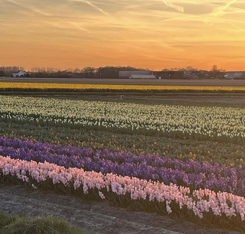 #Goedemorgen #zaterdag 

Was deze week in #Lisse; tuurlijk stuit je dan op prachtige tulpenvelden; als je dan ook nog boft met een prachtige #zonsondergang, dan krijg je dit🥰

#Fijnweekend💋

#nature #tulips #sunset