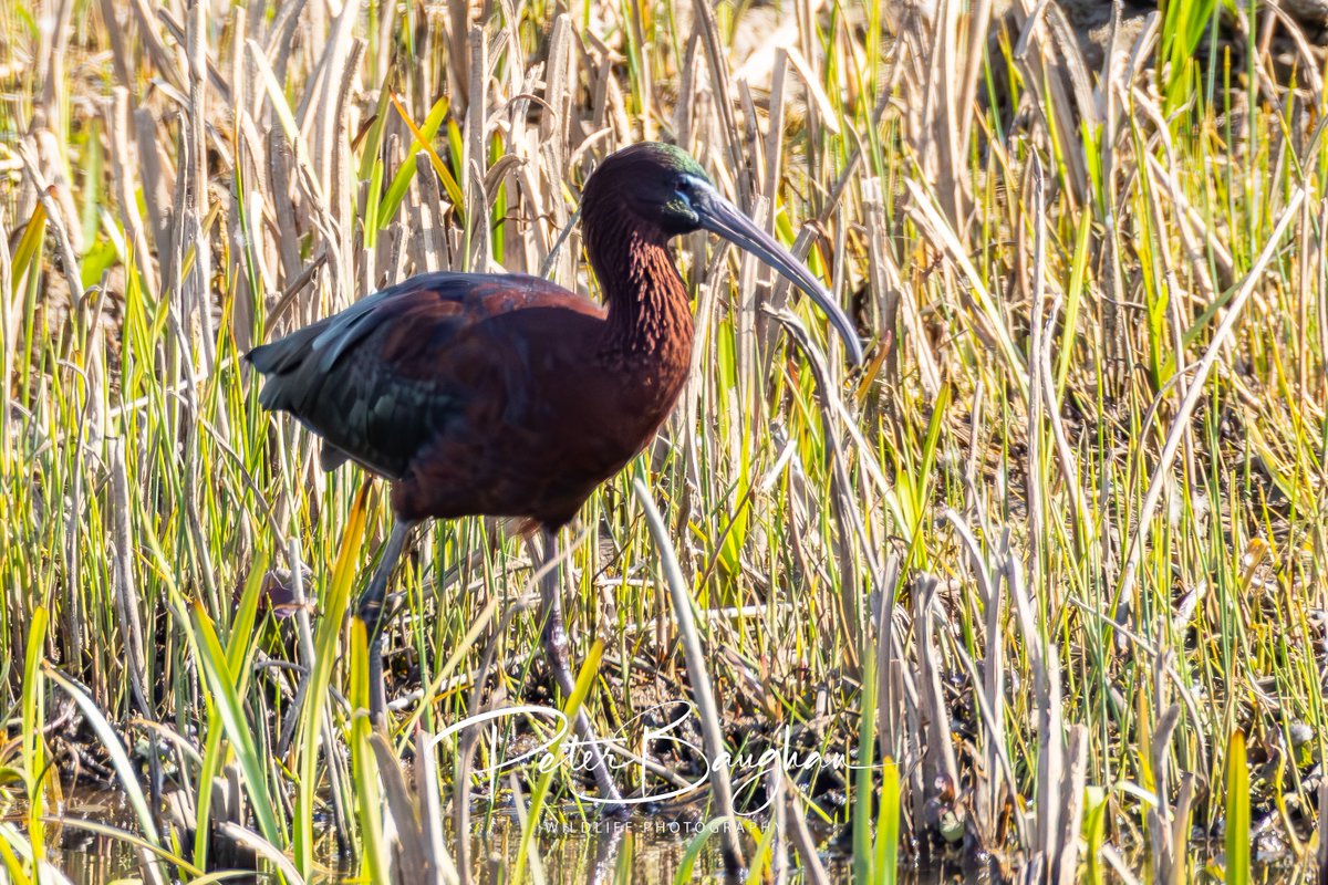 Peter Baughan tweet media