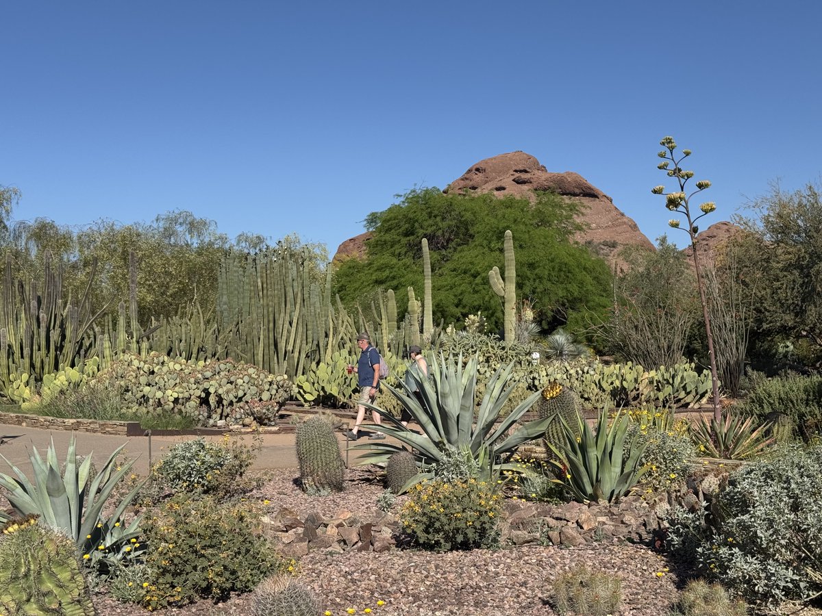 SWfirescience's tweet photo. Working together to protect the #SonoranDesert. 🌵

Last week we attended a workshop in Scottsdale where we learned about what Cities, Counties, Tribes &amp; others are doing to reduce fire and invasive species in the desert. 🔥🌱 Project funded by @Southwest_CASC and @FireScienceGOV https://t.co/LV2YwKsM56