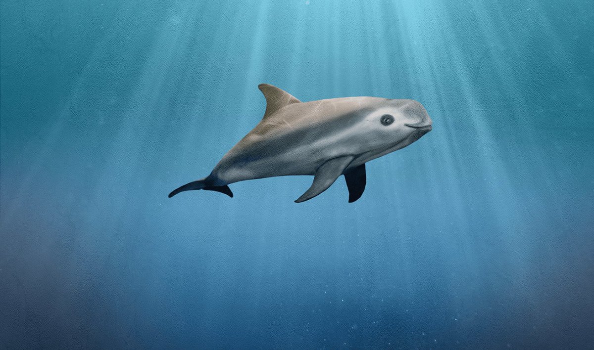 sea_lemon414's tweet image. Vaquitas are so cute, but they're almost extinct :(
#vaquitas