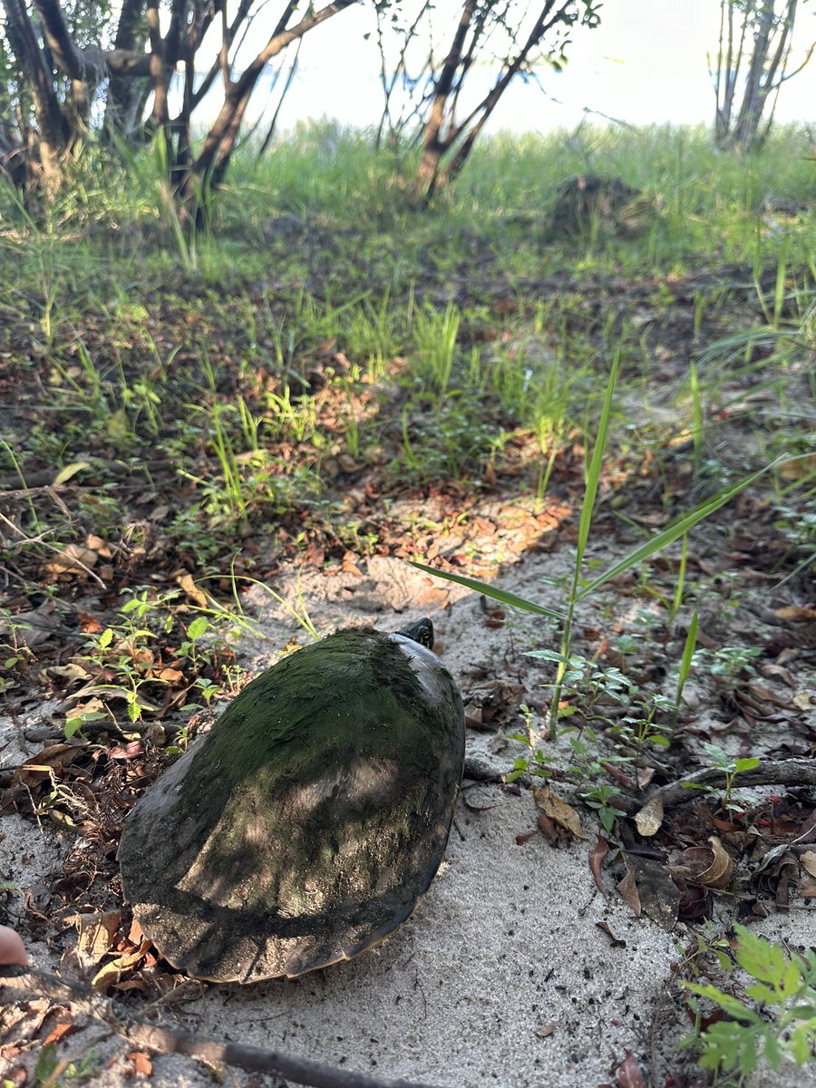 Did my due diligence as a FL resident and saved lil bro from a busy intersection…Stop for turtles or else 😤🤨