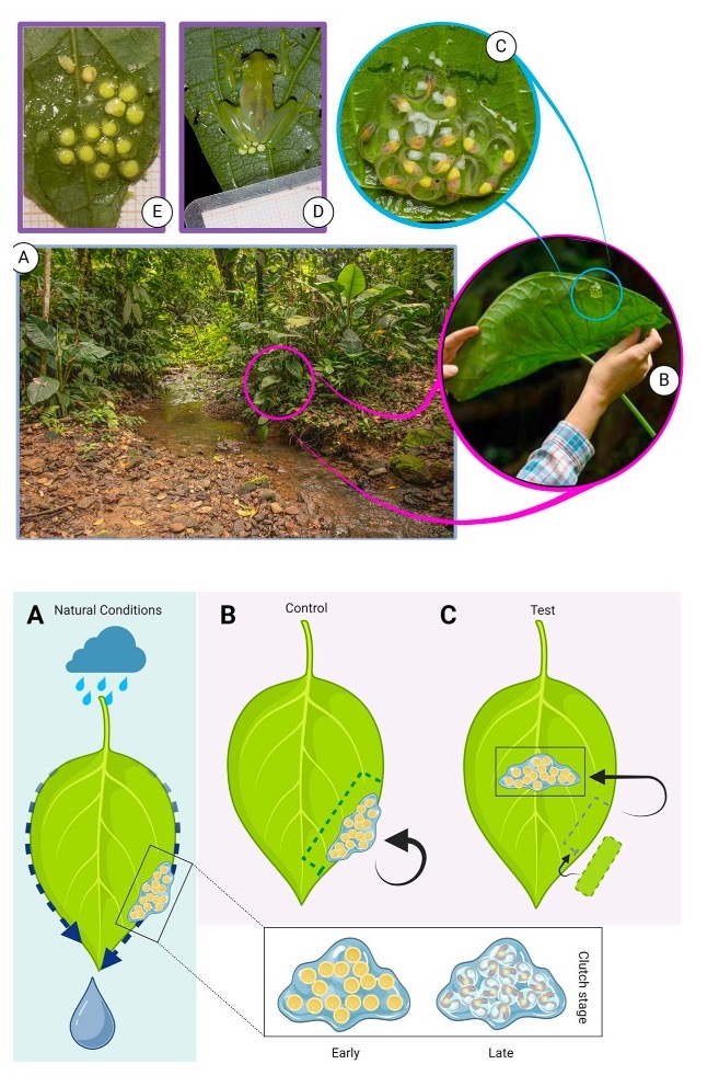 Estudio experimental sobre el efecto del lugar de oviposición en 🐸🐸.

Felicitaciones Francesca!

Acceso abierto: journals.plos.org/plosone/articl…