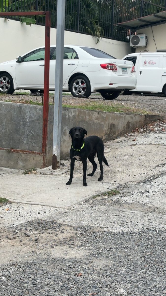 Visto en Obarrio en la calle de CIECSA. Lleva collar verde y se veía perdido, como buscando a alguien. No sé si es macho o hembra.