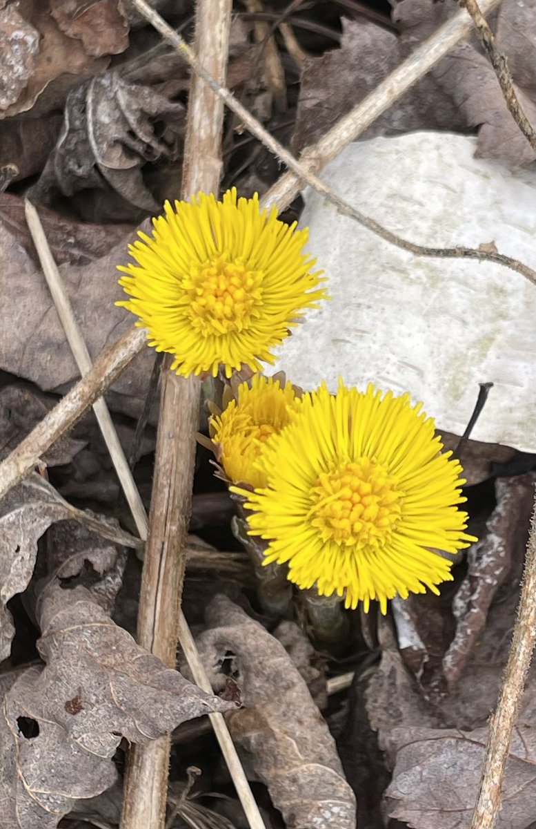 sheroyable's tweet image. Spring has arrived. Coltsfoot blooming along the trail.