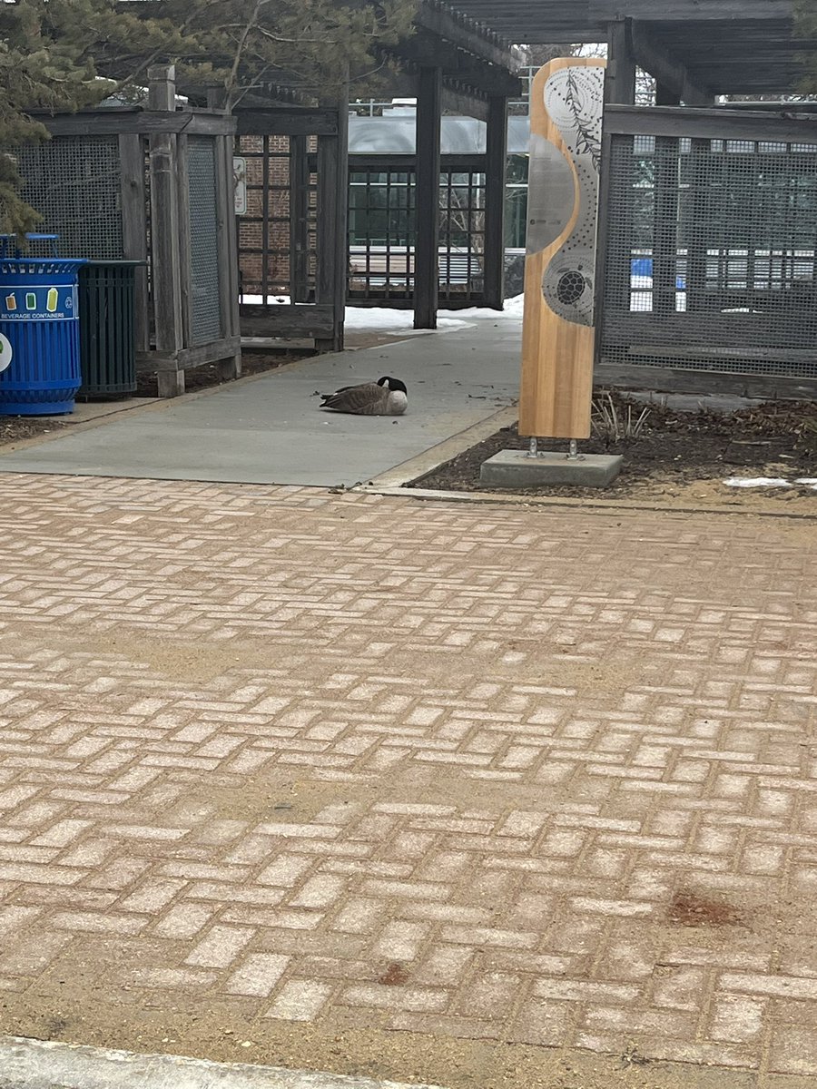 yvonnehansen5's tweet photo. Day 101 #200daysofwalking #100daysofwalking And on we go! Giving these two room🪿 Since being chased by one I’ve learned the real meaning of #GooseChase 🤣 @conkeyes18 @WeArGlobalIrish 🇨🇦🇮🇪 https://t.co/51L1yEbkPs