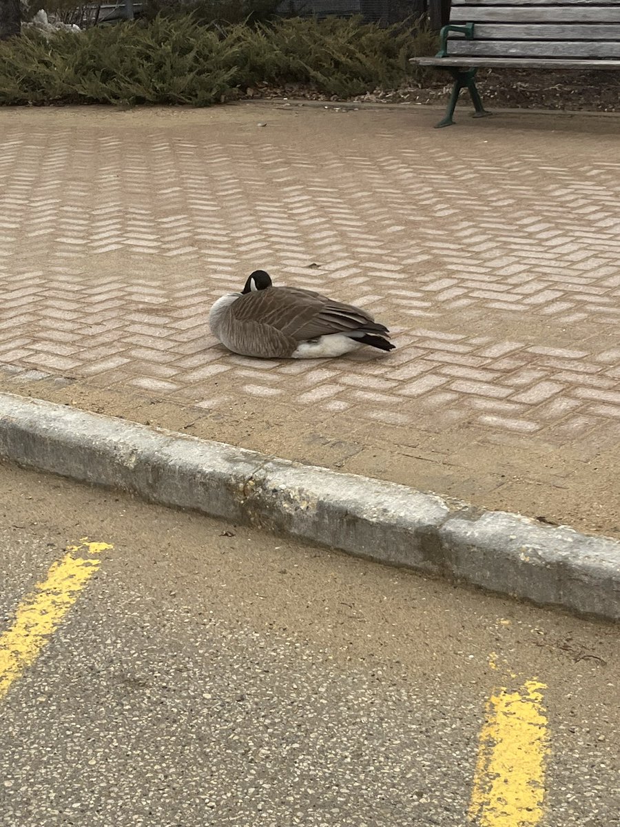 yvonnehansen5's tweet photo. Day 101 #200daysofwalking #100daysofwalking And on we go! Giving these two room🪿 Since being chased by one I’ve learned the real meaning of #GooseChase 🤣 @conkeyes18 @WeArGlobalIrish 🇨🇦🇮🇪 https://t.co/51L1yEbkPs