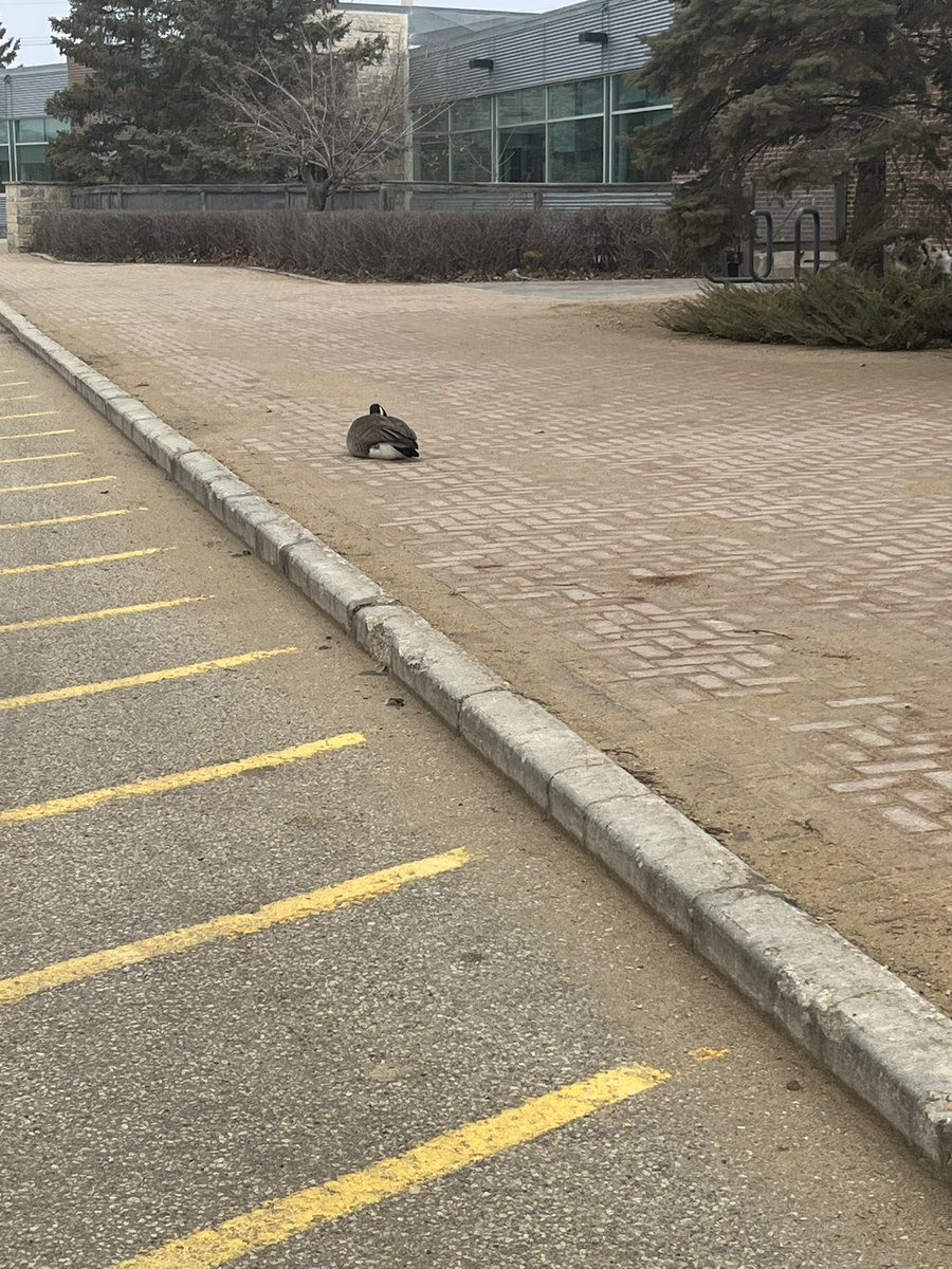 yvonnehansen5's tweet photo. Day 101 #200daysofwalking #100daysofwalking And on we go! Giving these two room🪿 Since being chased by one I’ve learned the real meaning of #GooseChase 🤣 @conkeyes18 @WeArGlobalIrish 🇨🇦🇮🇪 https://t.co/51L1yEbkPs