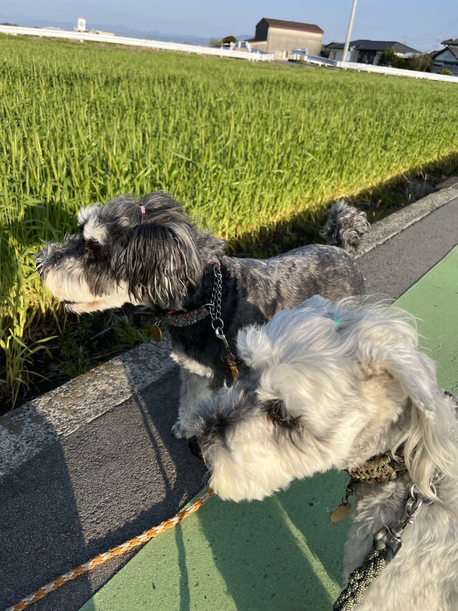 akm_mkj's tweet photo. 昨日の夕散歩の時、ツバメを見かけました。思わず「お帰り」と呟きました😊   季節は確実に夏へと向かっているようです🍧🎐 https://t.co/FvBeca2lmt