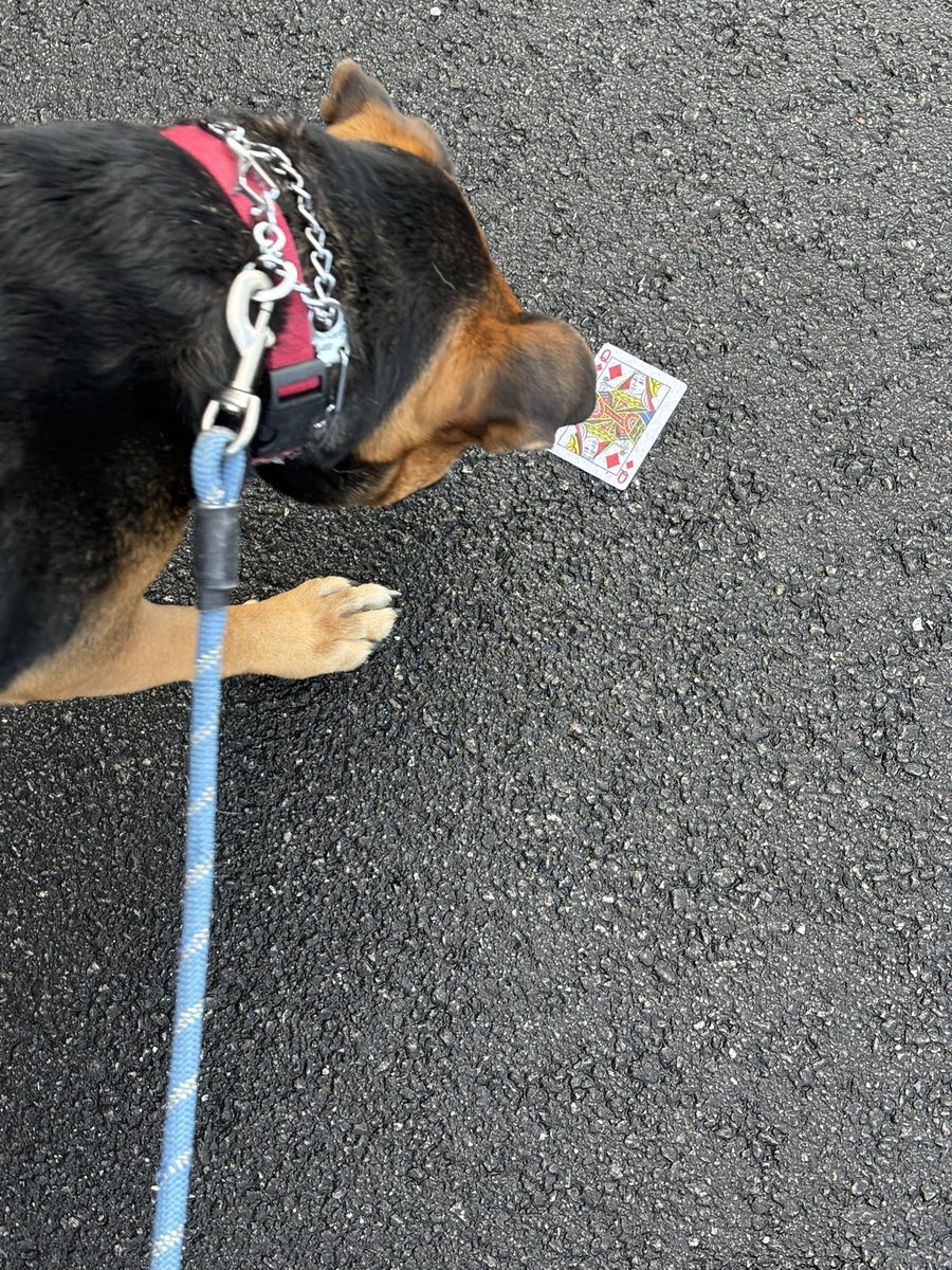 Joyouss0's tweet photo. Someone’s got jokes Q♦️
#YellowJackets #Q #WrongQueen https://t.co/QhWmWRNqnQ