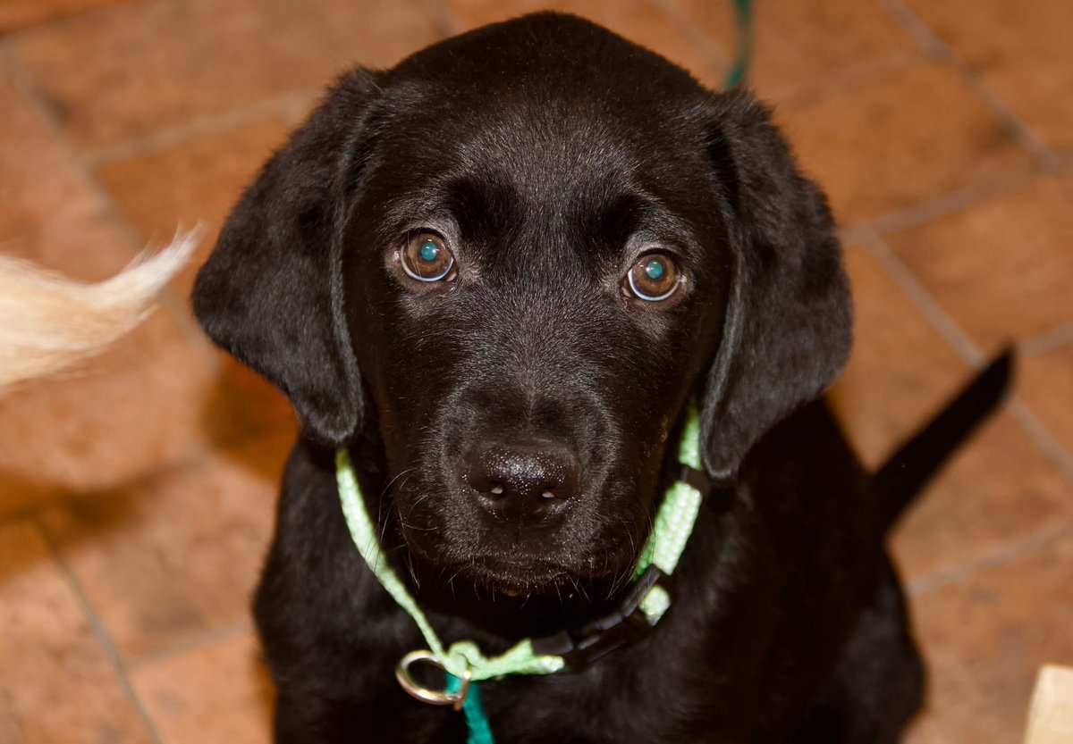 spiketyree66's tweet photo. Puppy Fifty is named in honor of Canine Companions 50th year of providing service dogs 100% free-of-cost to their clients.  He asked me to remind you that you can follow him on Instagram @puppyfifty https://t.co/3bN38zvDXl