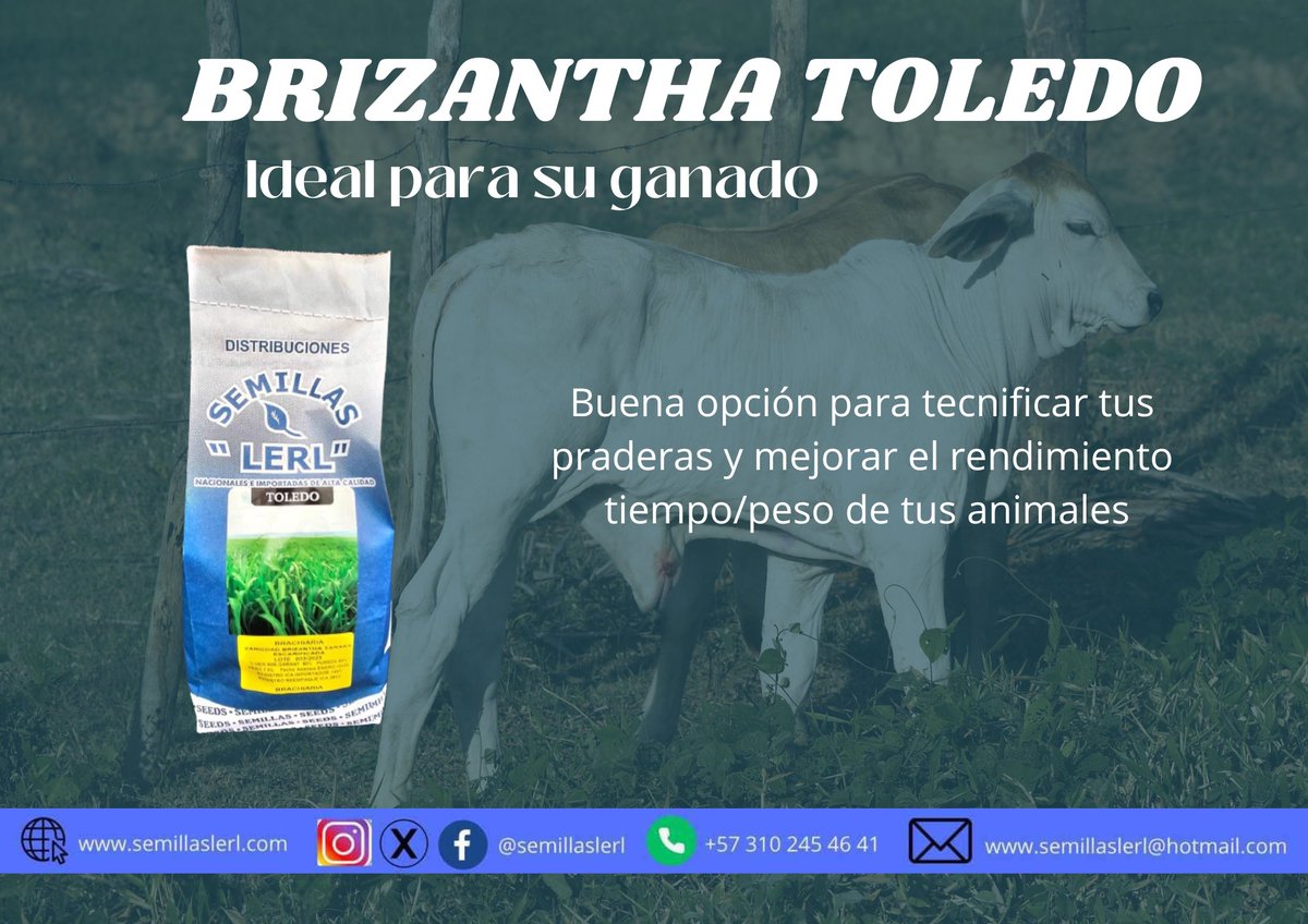 semillaslerl's tweet photo. Mejora tus praderas, Contáctanos todo Colombia 🇨🇴🇨🇴 3102454641 3112440164 @Semillaslerl #semillas #Praderas #ganaderia #pasto #brachiaria #vacas Dale me gusta, comenta y síguenos en nuestras redes, Mira nuestro instructivo en página oficial https://t.co/FC3ILFSsGD https://t.co/s0cOV6REkc
