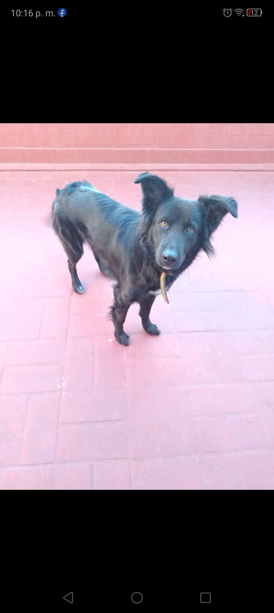 Tabyta201's tweet photo. 🚨🙏😥No me voy a cansar de buscarte ... Alguien tuvo que haberte visto, levantado, cuidado... Y simplemente no sabe que tenés toda una familia buscándote. Aunque fueras gigante, siempre buscabas esa upa.. Que aparezca ATENEA. 2 AÑOS. SE PERDIÓ EL DOMINGO POR LA TARDE, LLEVA 4 https://t.co/ky5DCy3sJ7