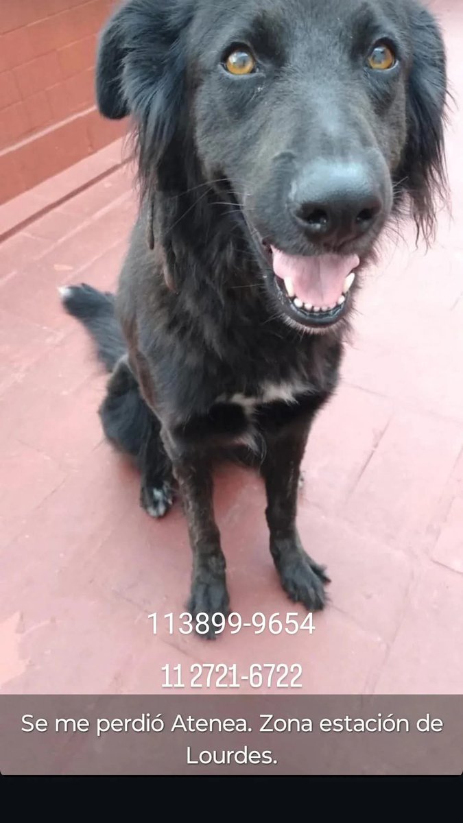 Tabyta201's tweet photo. 🚨🙏😥No me voy a cansar de buscarte ... Alguien tuvo que haberte visto, levantado, cuidado... Y simplemente no sabe que tenés toda una familia buscándote. Aunque fueras gigante, siempre buscabas esa upa.. Que aparezca ATENEA. 2 AÑOS. SE PERDIÓ EL DOMINGO POR LA TARDE, LLEVA 4 https://t.co/ky5DCy3sJ7