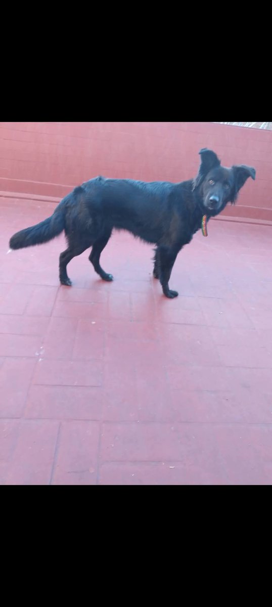 Tabyta201's tweet photo. 🚨🙏😥No me voy a cansar de buscarte ... Alguien tuvo que haberte visto, levantado, cuidado... Y simplemente no sabe que tenés toda una familia buscándote. Aunque fueras gigante, siempre buscabas esa upa.. Que aparezca ATENEA. 2 AÑOS. SE PERDIÓ EL DOMINGO POR LA TARDE, LLEVA 4 https://t.co/ky5DCy3sJ7