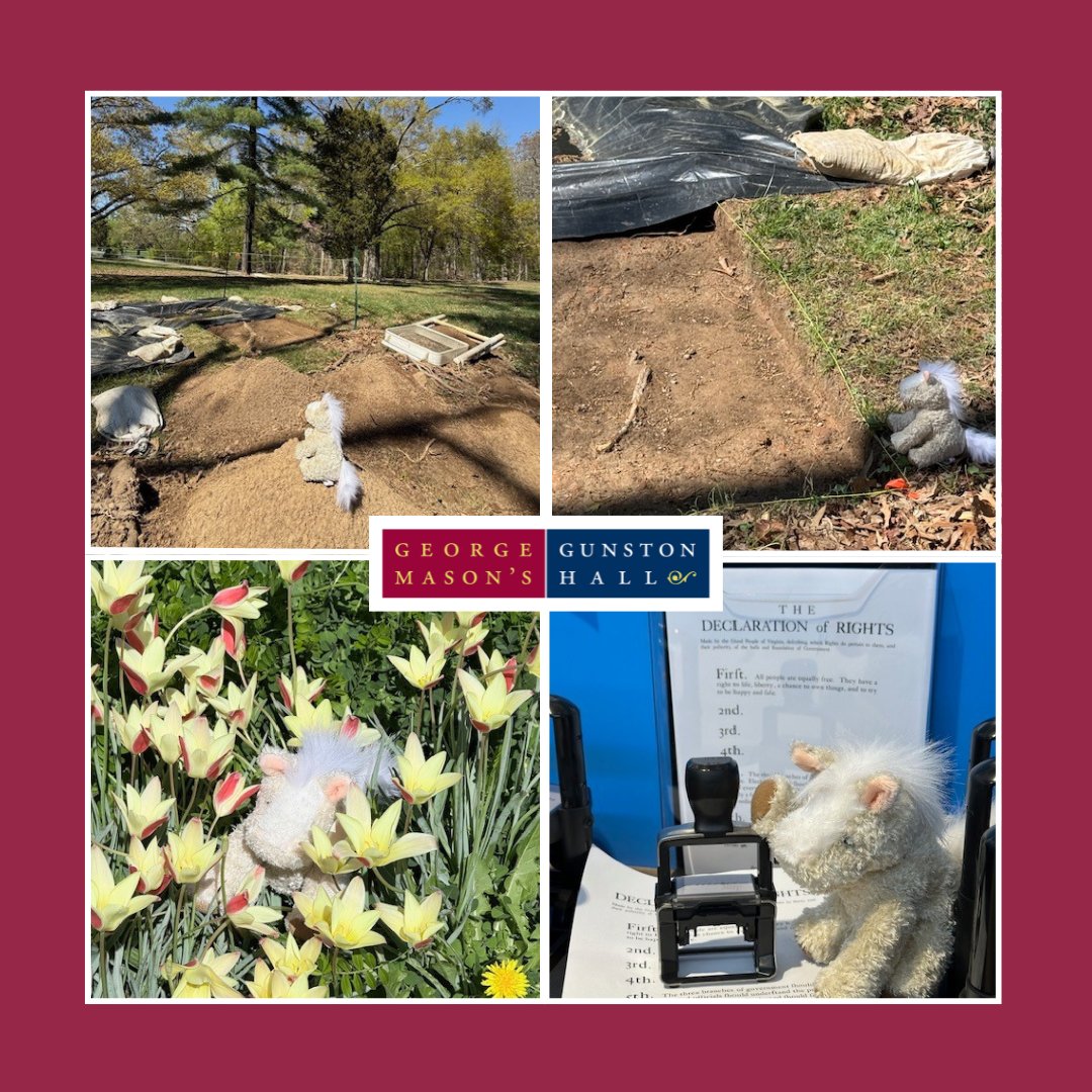 GunstonHall's tweet photo. GeorgeMason's #GunstonHall is the last stop (or first) on the #VirginiaHistoryRoadTrip and George the Cream Horse visited active archaeology sites,exhibit Revolutionary Rights made his own #DeclarationOfRights &he took a nap in our historic garden tulips!
https://t.co/Gv6DKfbsTh https://t.co/WGmRGbjIrv