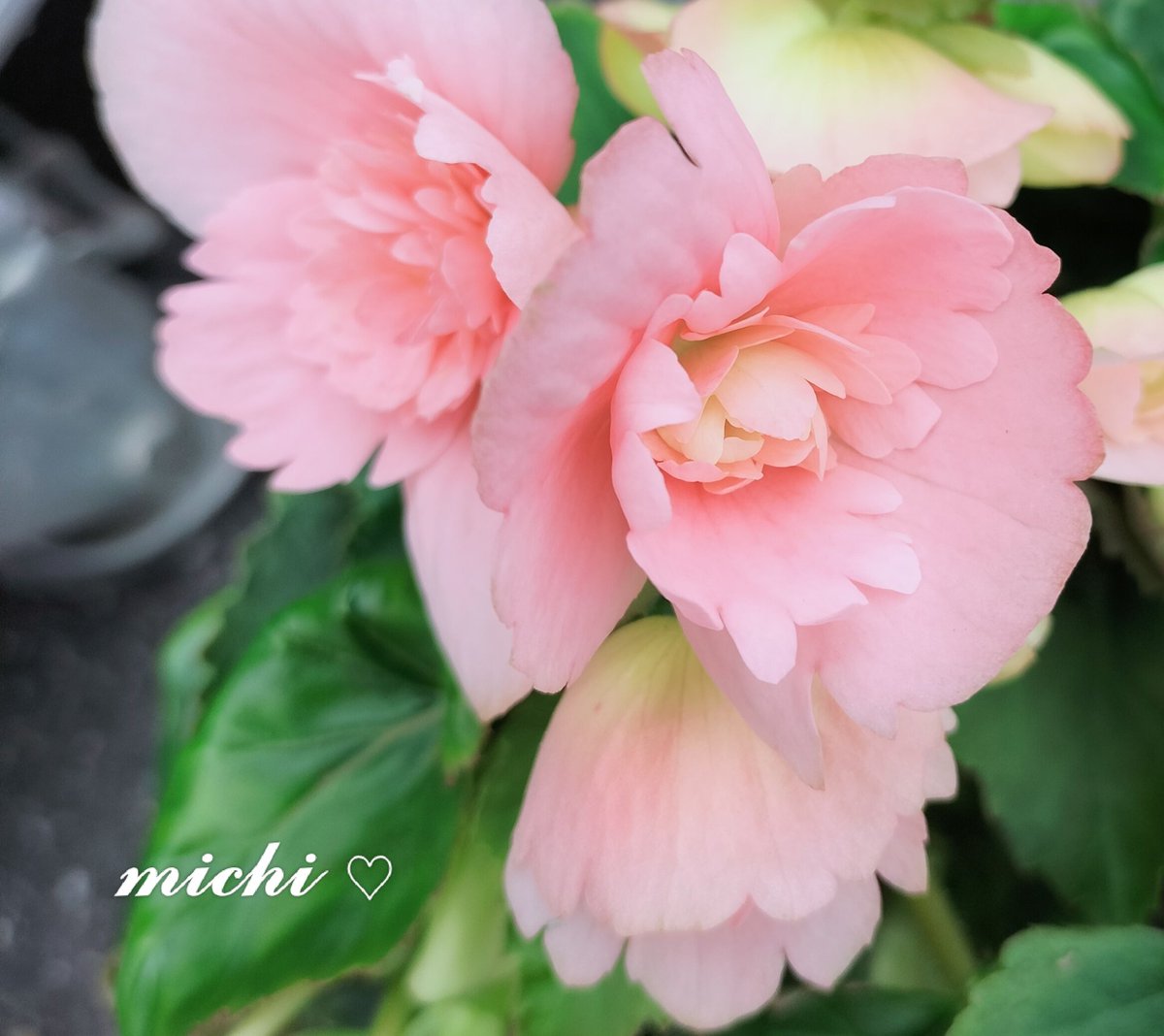 みか様♡ご確認用♡おでおむこシャン♡タキシード KHOKI / コッキ】EX. Flower pattern jacket/THE TOKYO限定フラワー