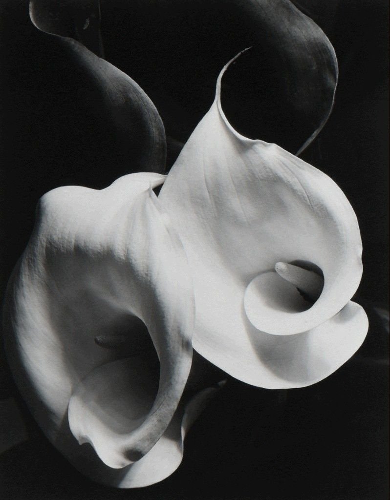 NathanFrancis__'s tweet photo. 📸 #ImogenCunningham, American photographer (1965 ASMP award), was #BOTD 12 April 1883. #Art #Photography https://t.co/1Lg5Aq37uj