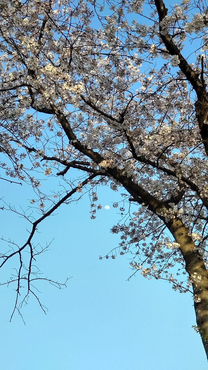 おはようございます🌸🌔