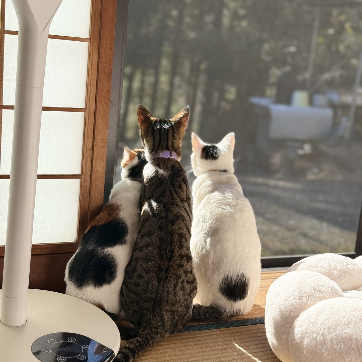 先月から元野良猫のアメショーの血が入ったチビちゃんが膀胱炎・尿石症・肝臓病を発症。

ラウちゃんはシニア用のご飯
チビちゃんはお薬入りのご飯
シロちゃん、トラくん、ルナちゃん親子は通常ご飯と、3時間おきにニャンズ達を別部屋に隔離して別々のご飯をあげる日々。

しばらくキャンプはお預け🏕️