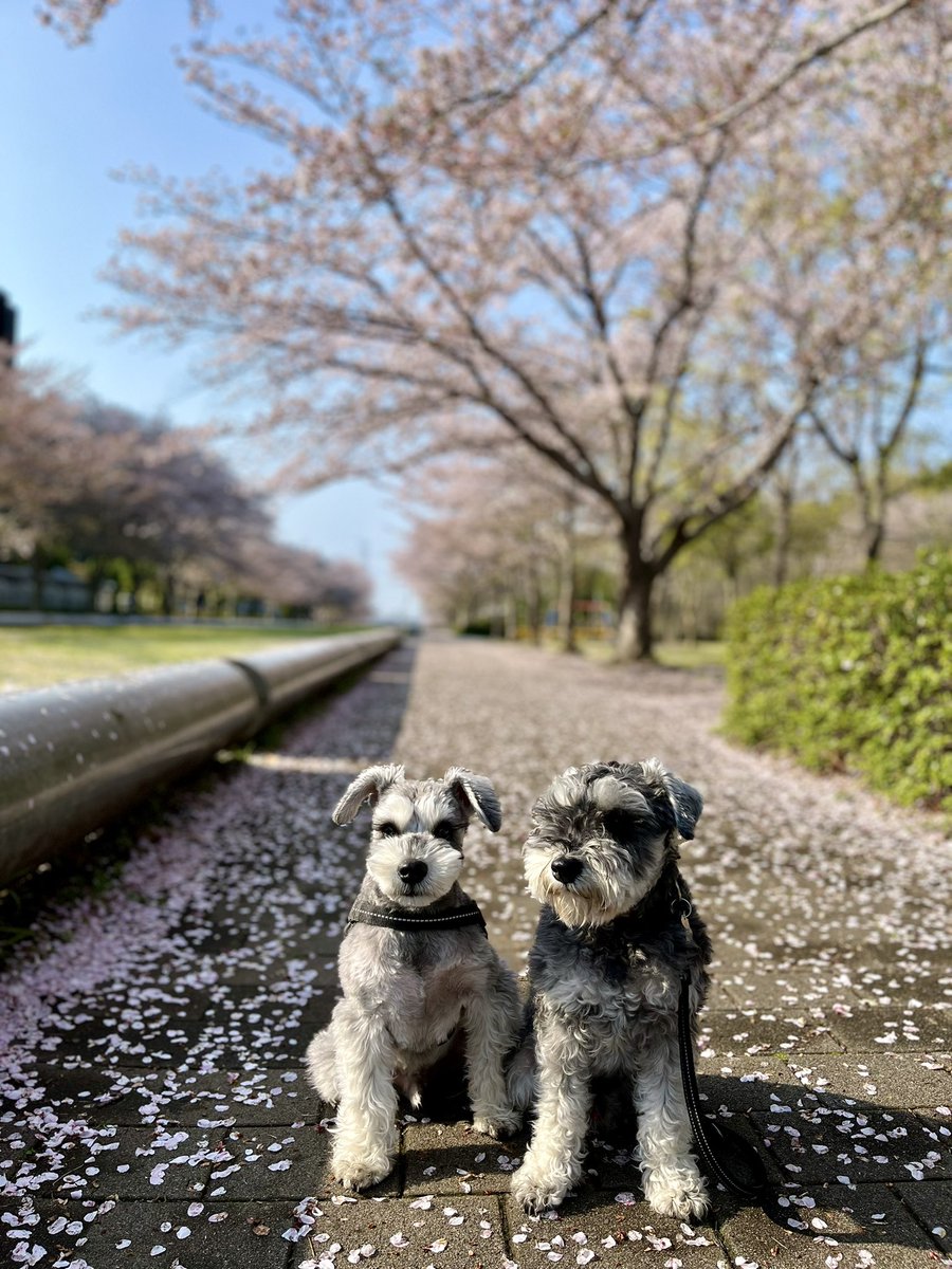 Luke08450824's tweet photo. すっかり桜の絨毯🌸*･ https://t.co/8NFlCapCRn