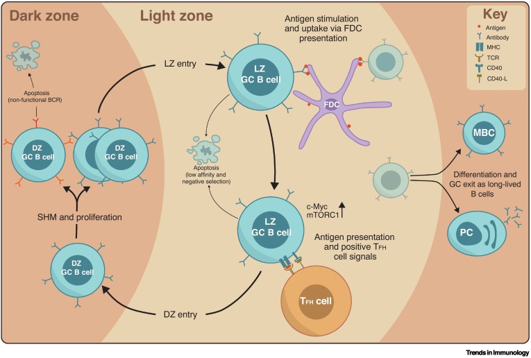 The unusual metabolism of germinal center B cells dlvr.it/TK6DRT #immunology