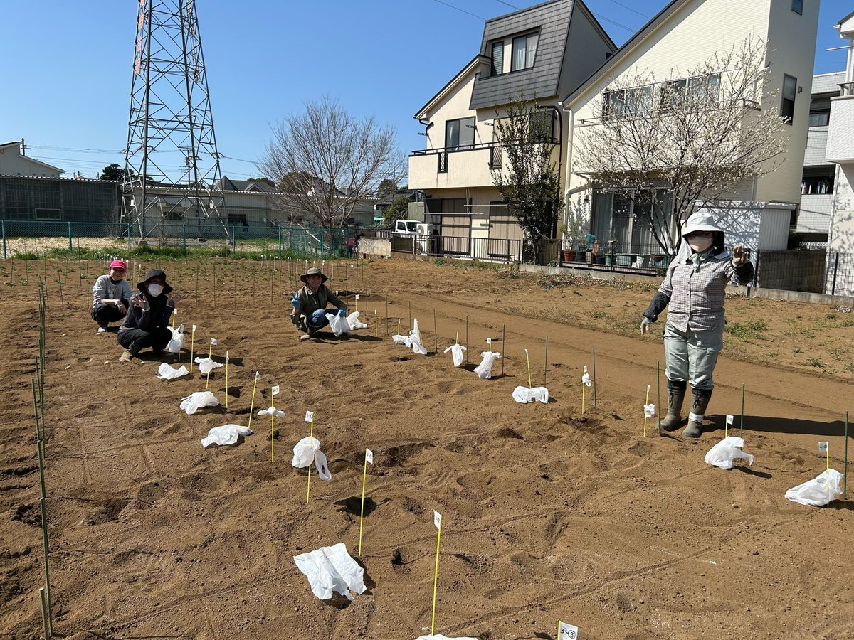 ac_planta's tweet photo. #ジャガイモ の��芋を植えました🥔💗
新入社員の上西さん指導の下5名で、およそ200個の種芋を水処理、スキーポン処理した後、植え付けました🥳草刈りなど、畑の整備も皆んなで行いました🌱結果が出る6, 7 月くらいが今から楽しみです〜🥰🫶
#acplanta #skeepon #アクプランタ #スキーポン #自社農園 https://t.co/njYJJCBwpg