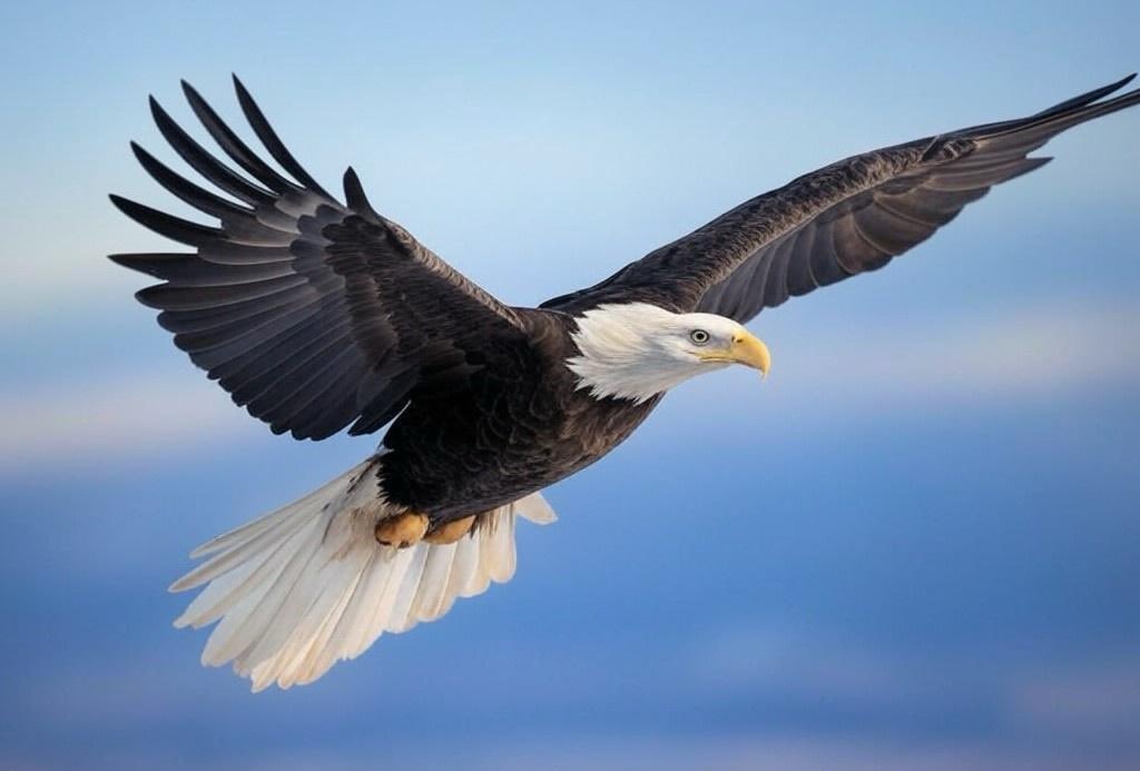 Freedom Friday 🦅

Bitcoin is Freedom

YOU CANT STOP FREEDOM