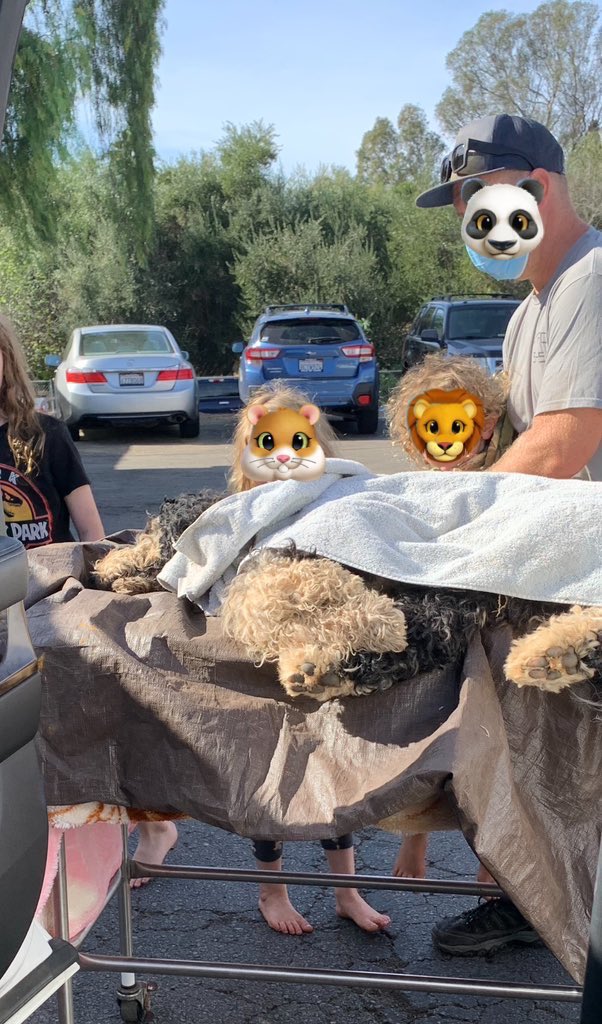 TiffanyPhoto1's tweet photo. - 91 Days to TRIAL, #MurrellvTesla

National Dog Day ….

Sadly we remember sweet sweet Tucker (1 yr old) &amp; Echo (2 yrs old) who were taken from us by Tesla intentional poor workmanship.  These sweet pups now reside in boxes, how sad 😢 

Shameful rotten company!

#ExposingTesla https://t.co/32UjCANCXg