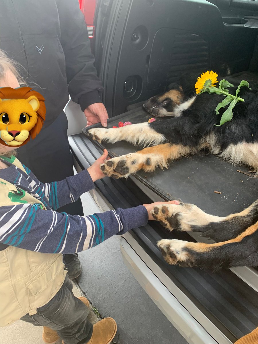 TiffanyPhoto1's tweet photo. - 91 Days to TRIAL, #MurrellvTesla

National Dog Day ….

Sadly we remember sweet sweet Tucker (1 yr old) &amp; Echo (2 yrs old) who were taken from us by Tesla intentional poor workmanship.  These sweet pups now reside in boxes, how sad 😢 

Shameful rotten company!

#ExposingTesla https://t.co/32UjCANCXg