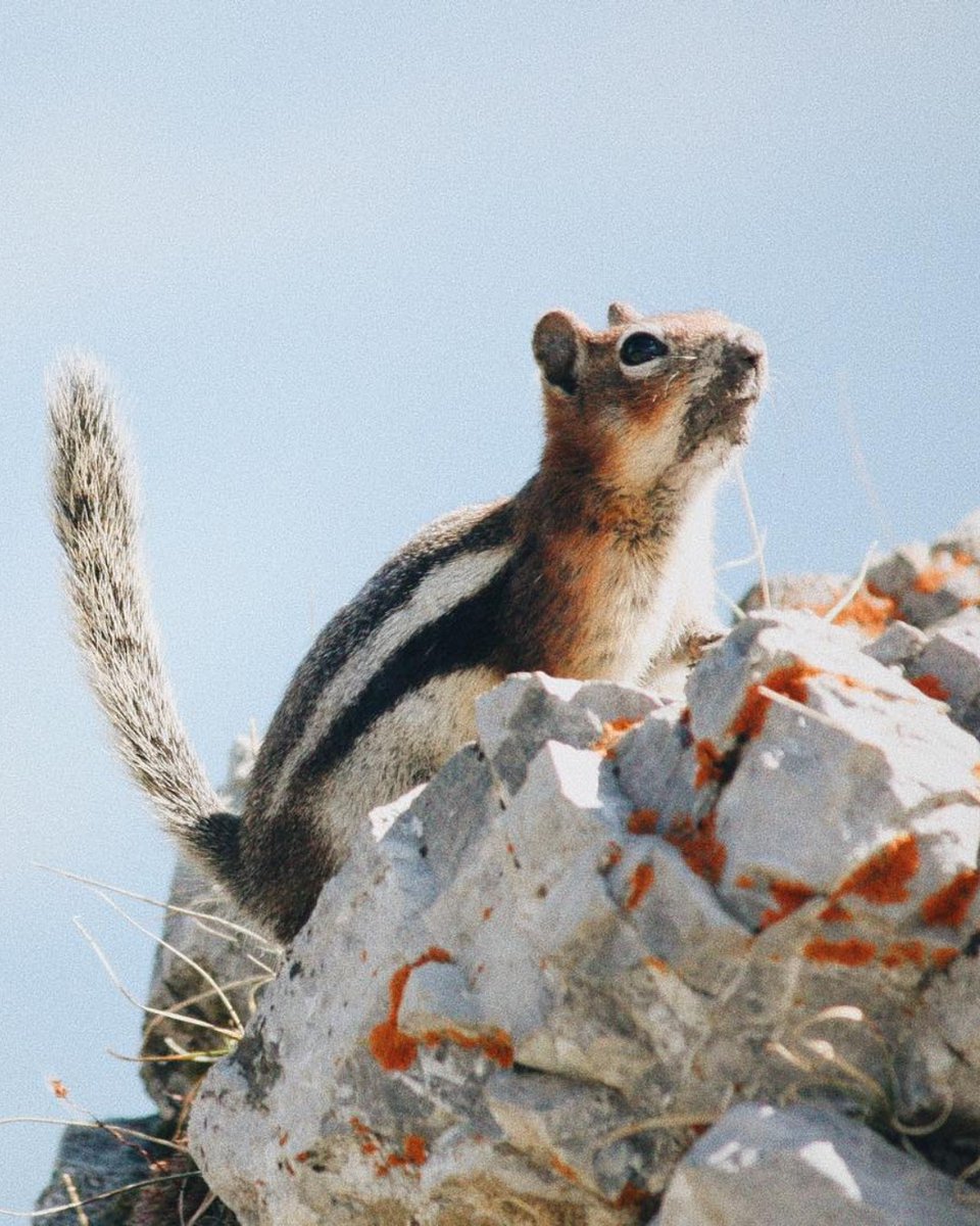 TourismCanmore's tweet photo. Bigger than a mouse, smaller than a squirrel—and quite possibly the cutest rodent to roam the forest. Can you name this little guy?

📸 on IG: keepmeoutoffocus | #ExploreCanmore #ExploreKananaskis https://t.co/SVhKwWSpqk