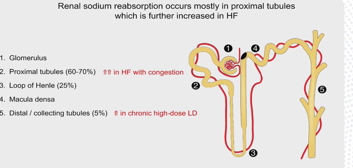 HanCardiomd's tweet photo. Understanding natriuresis is way more important than aquaresis
What are the latest recommendations on Na+ and H2O intake ?
@WilfriedMullens
#MasterClassIC @carlosguizars @HFA_President @EJHFEiC @AmrAbdin10 @slumberbell @ShelleyZieroth https://t.co/9mCH84WQcu