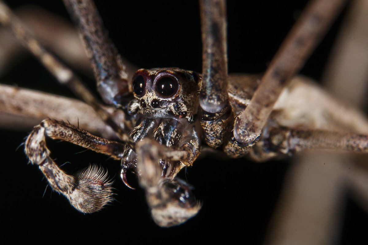 Ready to see the love of my life in the dark! Deinopis sp., male, Argentina. 🫣😆