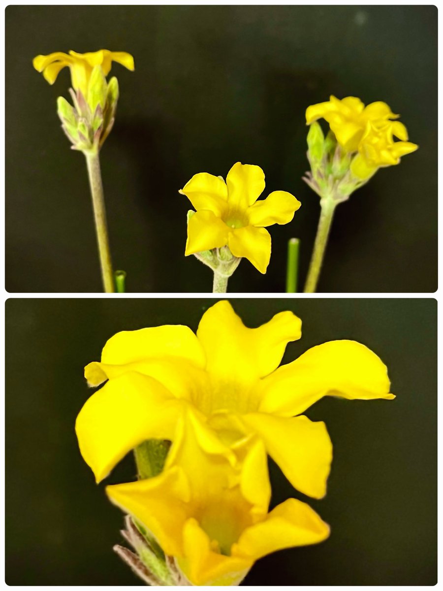 NekoTaniku's tweet photo. おはようございます
お日さま ☀️燦々 いい天気!
🌼\(^o^) パッ♪
🌼\(^o^)/🌼パッ♪
🌼\(^🌼^)/🌼パッ〜♪
三輪 いや四輪 咲いたよ〜♪♪
満開です!最&高♪🎵
パキポディウム デンシカウレ
×
パキポディウム エブルネウム
ハイブリッド
#ssn鉢 #SSNMOD 90㎜ M https://t.co/e7Hz1n8PQ3