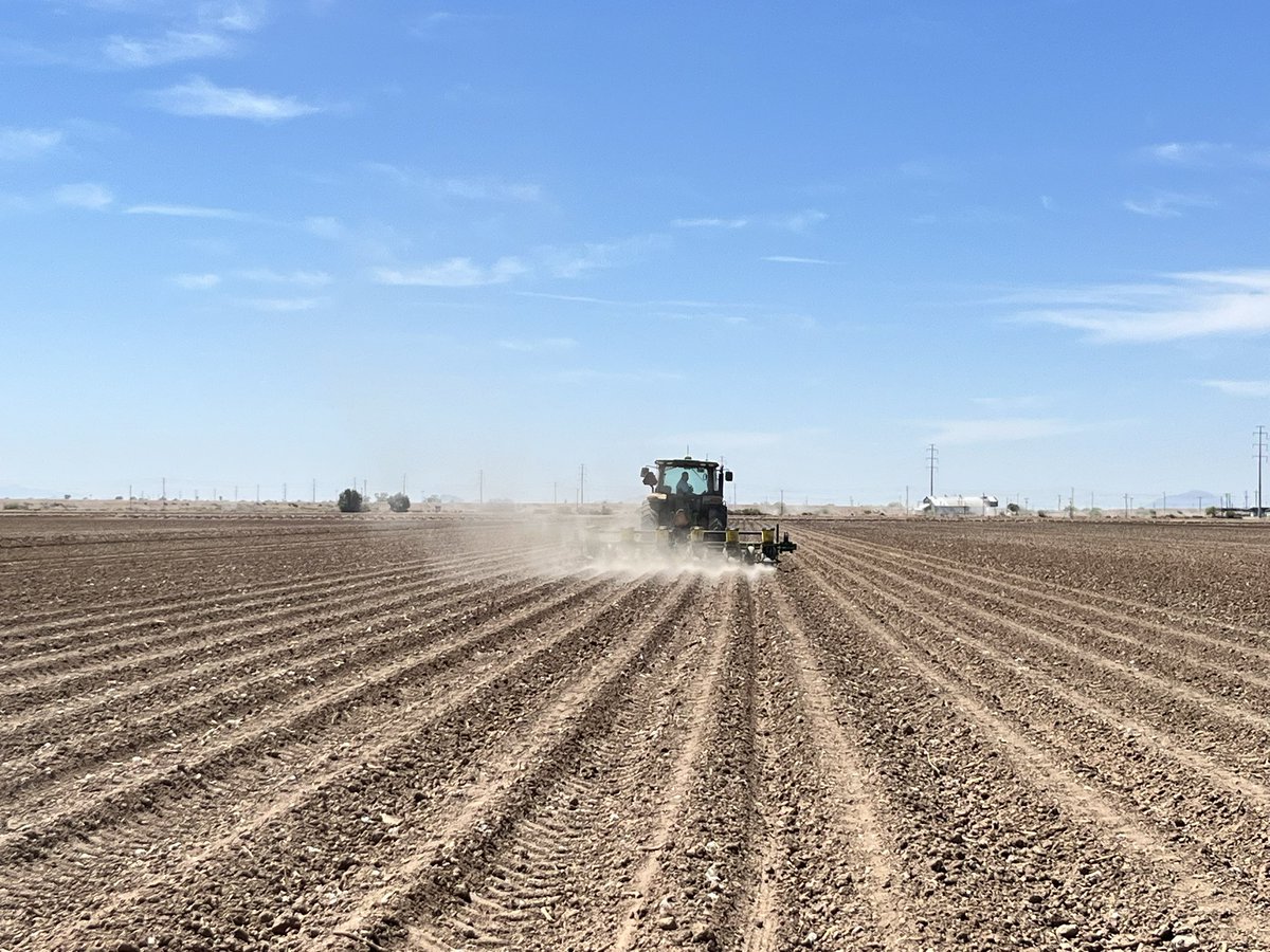 avikm90's tweet photo. University Cotton Variety Trial (UCVT) and Agronomic Performance Trial (APT) planting at Location 2. We are using 23 different varieties. https://t.co/fTOuVLbGV7