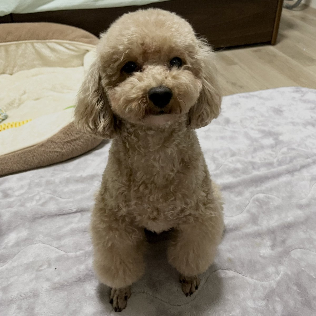 Cheetah_Leopa_'s tweet photo. 愛犬が可愛すぎる件🐶 https://t.co/1tnrvFwXr1