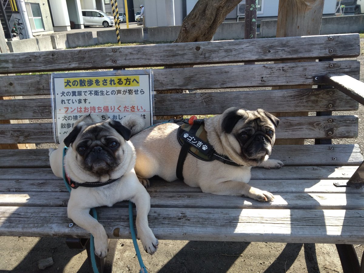 gonkichipug's tweet photo. 朝散歩🤡

暖かい日差しにすぐに休憩するゴン https://t.co/Lo24k3ndVD