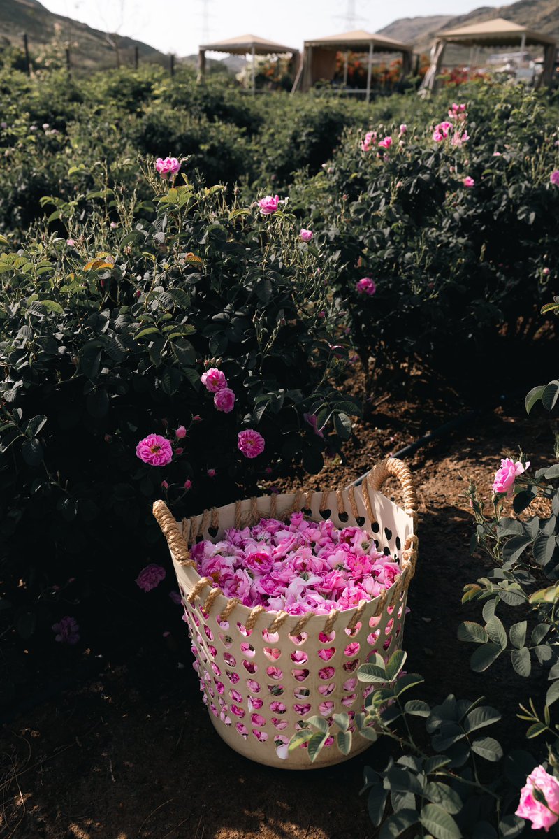 الورد الطائفي 🌸.