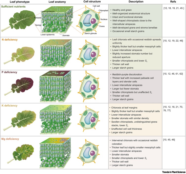 Nutrient limitations on photosynthesis: from individual to combinational stresses dlvr.it/TK6F0z #plantscience