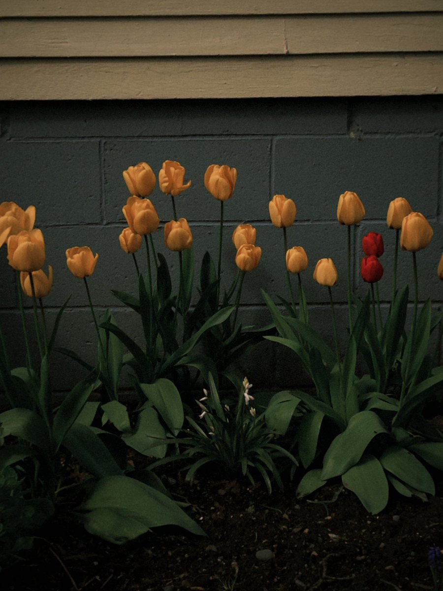 melikegunaydin tweet media