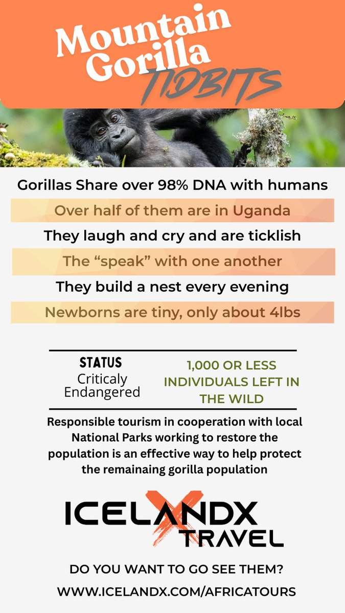 IcelandxTravel's tweet photo. Uganda Fact Friday! 🦍
Did   you know Bwindi Impenetrable Forest is home to nearly half the world's mountain gorilla population? See them with us! 

https://t.co/MBns7jV1kg
 
#MountainGorilla   #UgandaFacts #WildlifeConservation
