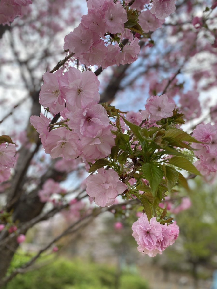 TEDDY3115's tweet photo. 🚶‍♀️‍➡️今日は春を歩く子ちゃん🚶‍♂️
暖かくなって来ましたね。桜の木に緑が見えてきて、桜吹雪が見れるのが、個人的に1番好きかも？ https://t.co/RsSt4zZQmC