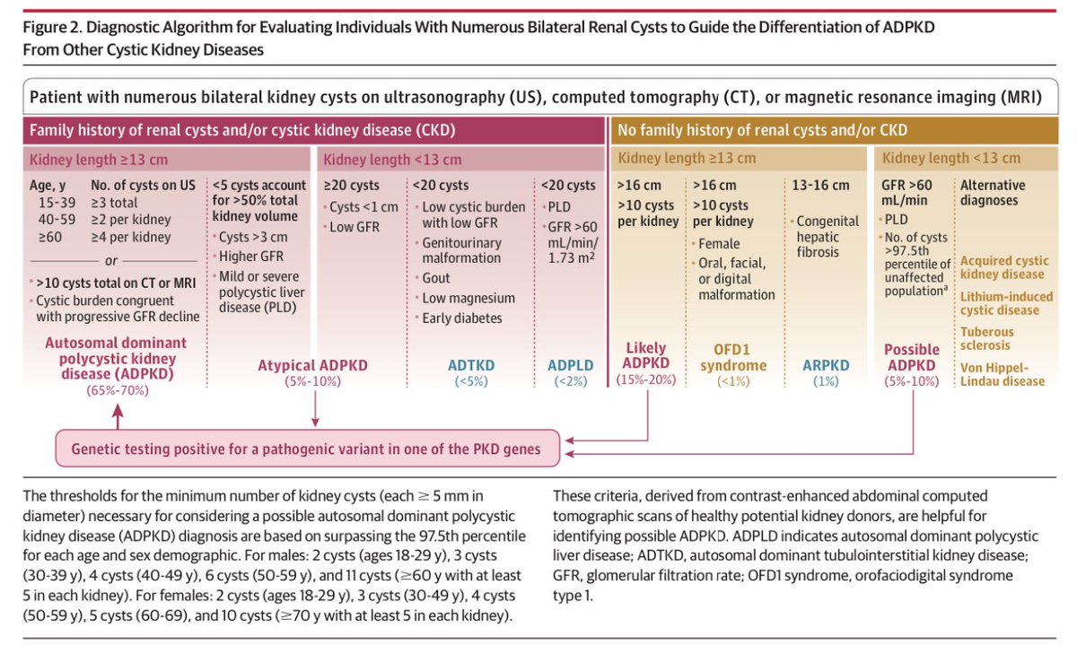 edgarvlermamd's tweet photo. Diagnostic Algorithm for Evaluating Individuals With Numerous Bilateral Renal Cysts to Guide the Differentiation of ADPKD From Other Cystic Kidney Diseases ca. 2025 @JAMA_current @fouadchebib @ndahl48 
#Nephpearls #NKFClinicals 🇺🇸

👉🏼 https://t.co/LbfMLFGlLP https://t.co/BLLI71VWCY